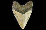 Fossil Megalodon Tooth - North Carolina #109845-2